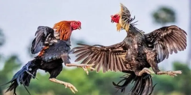 Tổng quan sảnh Đá Gà 88