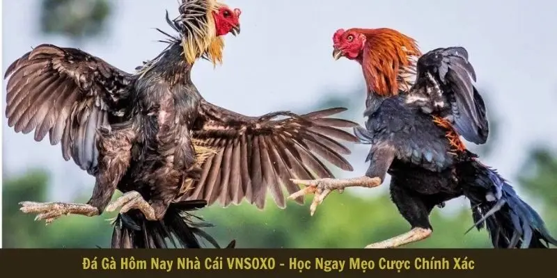 đá gà hôm nay