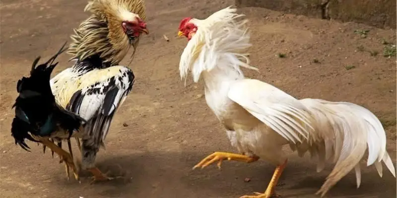 Đá gà cựa sắt VNSOXO kịch tính trong từng giây phút