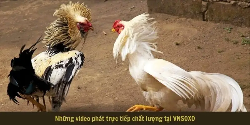 Những video phát trực tiếp chất lượng tại VNSOXO